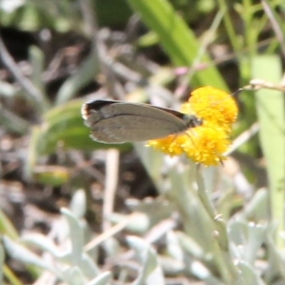 Zizina otis (Common Grass-Blue) at Harrison, ACT - 11 Feb 2024 by JenniM