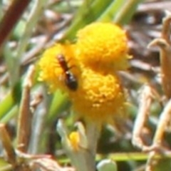 Unidentified Ant (Hymenoptera, Formicidae) at Franklin Grassland (FRA_5) - 11 Feb 2024 by JenniM