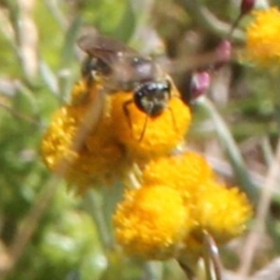 Halictidae (family) at Franklin Grassland (FRA_5) - 11 Feb 2024 by JenniM