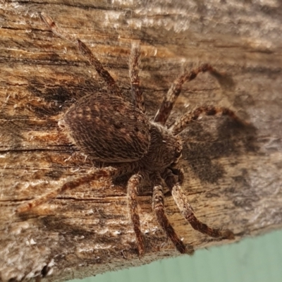 Isopedella pessleri (A huntsman spider) at Rugosa - 10 Mar 2024 by SenexRugosus