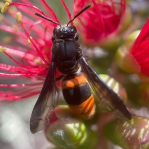 Hyleoides concinna at ANBG - 11 Mar 2024