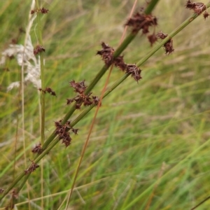 Rumex brownii at Namadgi National Park - 11 Mar 2024