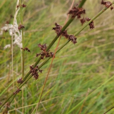 Rumex brownii (Slender Dock) at Tharwa, ACT - 11 Mar 2024 by BethanyDunne