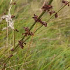 Rumex brownii (Slender Dock) at Namadgi National Park - 11 Mar 2024 by BethanyDunne