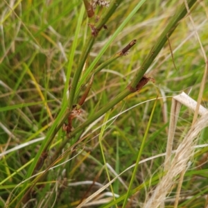 Rumex brownii at Namadgi National Park - 11 Mar 2024