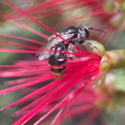 Lipotriches (Austronomia) ferricauda (Halictid bee) at Acton, ACT - 11 Mar 2024 by PeterA