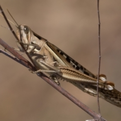 Austracris guttulosa (Spur-throated Locust) at Block 402 - 9 Mar 2024 by patrickcox