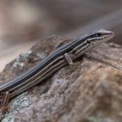 Ctenotus taeniolatus (Copper-tailed Skink) at Block 402 - 8 Mar 2024 by patrickcox