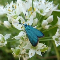 Pollanisus (genus) (A Forester Moth) at Gunning, NSW - 11 Mar 2024 by SonyaDuus