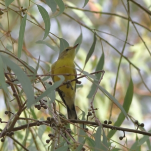 Gerygone olivacea at Higgins Woodland - 11 Mar 2024