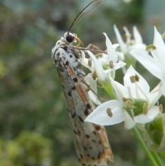 Utetheisa pulchelloides (Heliotrope Moth) at Gunning, NSW - 4 Mar 2024 by SonyaDuus