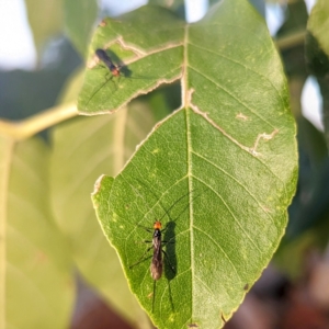 Braconidae (family) at Lions Youth Haven - Westwood Farm A.C.T. - 11 Mar 2024