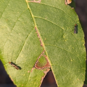 Braconidae (family) at Lions Youth Haven - Westwood Farm A.C.T. - 11 Mar 2024