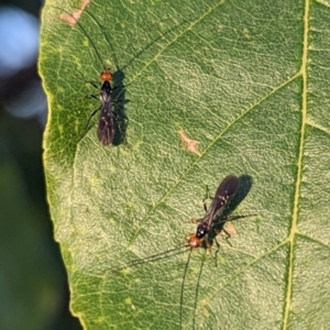 Braconidae (family) at Lions Youth Haven - Westwood Farm A.C.T. - 11 Mar 2024