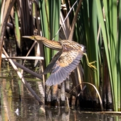 Ixobrychus dubius (Australian Little Bittern) at Fyshwick, ACT - 11 Mar 2024 by pixelnips