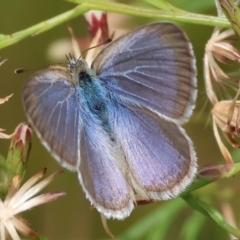 Zizina otis (Common Grass-Blue) at Belvoir Park - 11 Mar 2024 by KylieWaldon