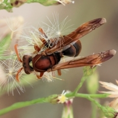 Polistes sp. (genus) (Unidentified paper wasp) at Belvoir Park - 11 Mar 2024 by KylieWaldon
