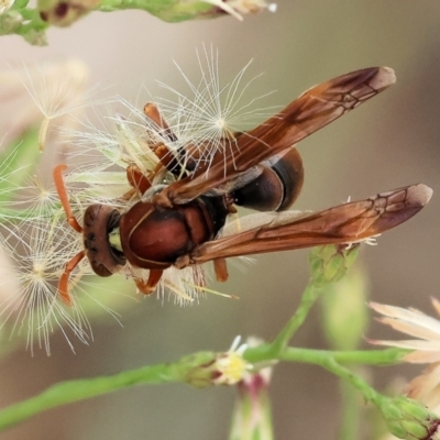 Polistes sp. (genus) (Unidentified paper wasp) at Belvoir Park - 11 Mar 2024 by KylieWaldon
