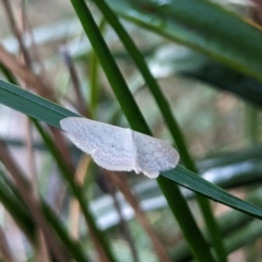 Scopula optivata (Varied Wave) at Watson, ACT - 11 Mar 2024 by AniseStar