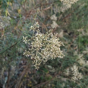 Cassinia quinquefaria at Watson Green Space - 11 Mar 2024