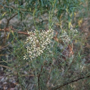 Cassinia quinquefaria at Watson Green Space - 11 Mar 2024