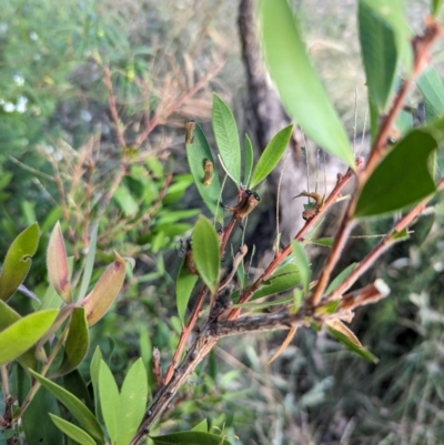 Pterygophorus cinctus (Bottlebrush sawfly) at Watson Green Space - 11 Mar 2024 by AniseStar