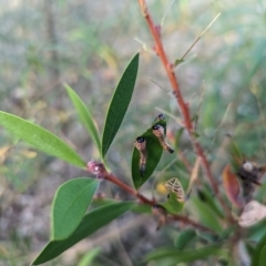 Pterygophorus cinctus at Watson Green Space - 11 Mar 2024