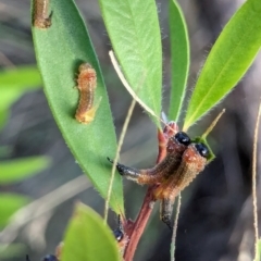 Pterygophorus cinctus at Watson Green Space - 11 Mar 2024