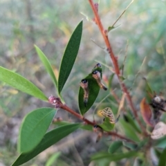 Pterygophorus cinctus at Watson Green Space - 11 Mar 2024