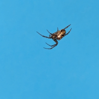 Plebs bradleyi (Enamelled spider) at Watson Green Space - 11 Mar 2024 by AniseStar