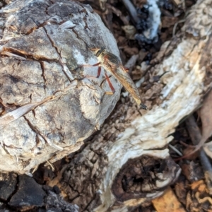 Colepia rufiventris at Watson Green Space - 11 Mar 2024