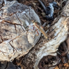 Colepia rufiventris at Watson Green Space - 11 Mar 2024