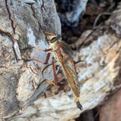 Colepia rufiventris at Watson Green Space - 11 Mar 2024