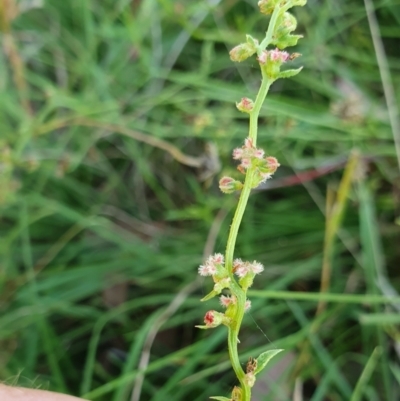 Haloragis heterophylla (Variable Raspwort) at Rugosa - 9 Mar 2024 by SenexRugosus