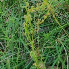 Haloragis heterophylla at Rugosa - 9 Mar 2024