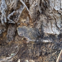 Phellinus sp. (non-resupinate) (A polypore) at Watson Green Space - 11 Mar 2024 by AniseStar