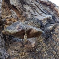 Phellinus sp. (non-resupinate) at Watson Green Space - 11 Mar 2024 06:17 PM