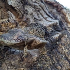 Phellinus sp. (non-resupinate) at Watson Green Space - 11 Mar 2024