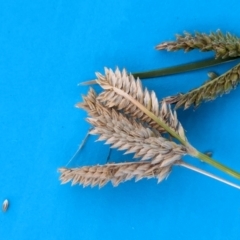 Eleusine tristachya (Goose Grass, Crab Grass, American Crows-Foot Grass) at Watson Green Space - 11 Mar 2024 by AniseStar