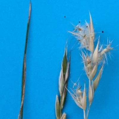 Rytidosperma sp. (Wallaby Grass) at Watson Green Space - 11 Mar 2024 by AniseStar