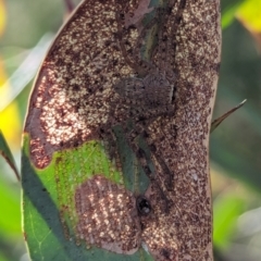 Isopedella pessleri at Watson Green Space - 11 Mar 2024