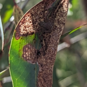 Isopedella pessleri at Watson Green Space - 11 Mar 2024