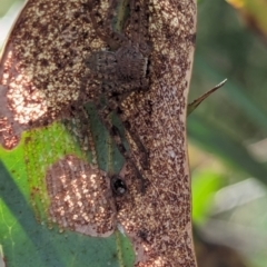 Isopedella pessleri at Watson Green Space - 11 Mar 2024