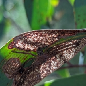 Isopedella pessleri at Watson Green Space - 11 Mar 2024