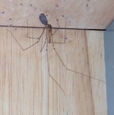 Pholcus phalangioides (Daddy-long-legs spider) at Watson, ACT - 10 Mar 2024 by AniseStar