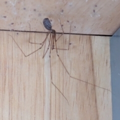 Pholcus phalangioides at Watson, ACT - suppressed