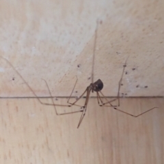 Pholcus phalangioides at Watson, ACT - suppressed