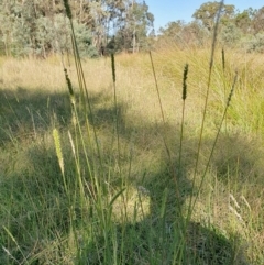 Setaria parviflora (Slender Pigeon Grass) at Rugosa - 9 Mar 2024 by SenexRugosus