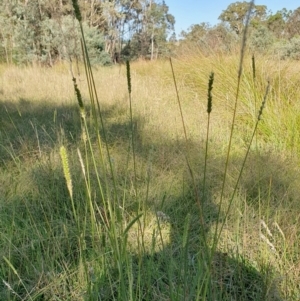 Setaria parviflora at Rugosa - 9 Mar 2024