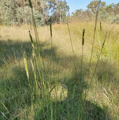 Setaria parviflora (Slender Pigeon Grass) at Rugosa - 9 Mar 2024 by SenexRugosus
